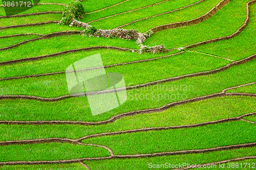 Image of Rice field terraces