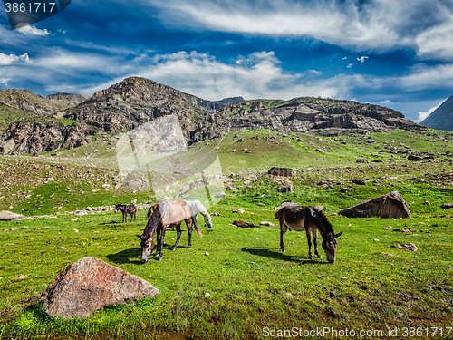 Image of Horses grazing in Himalayas