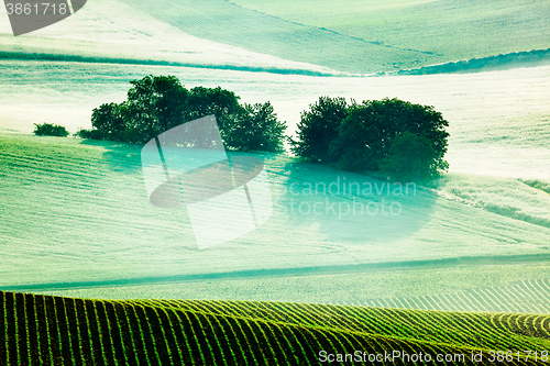 Image of Moravian rolling fields in morning mist