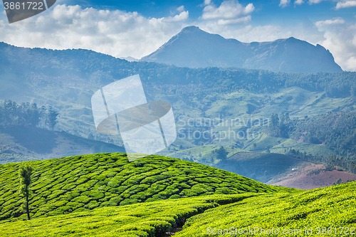 Image of Tea plantations, Munnar, Kerala state, India