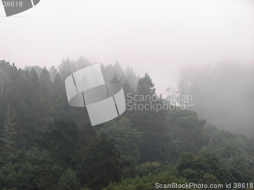 Image of Foggy forest in Barclay, CA, USA