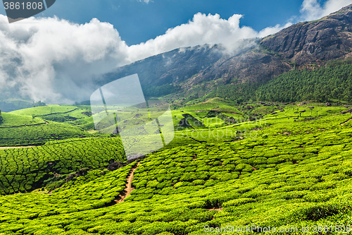 Image of Tea plantations in India