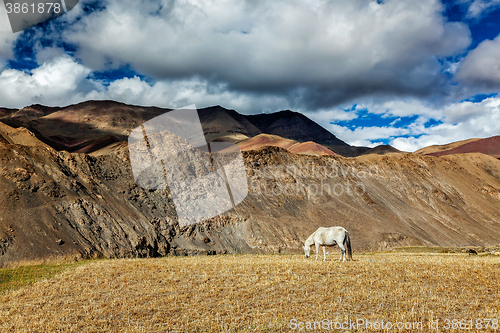 Image of Horse grazing in Himalayas