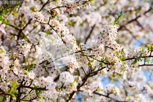 Image of Apple tree blossoming branch