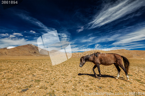 Image of Horse in Himalayas