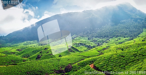 Image of Panorama of green tea plantations