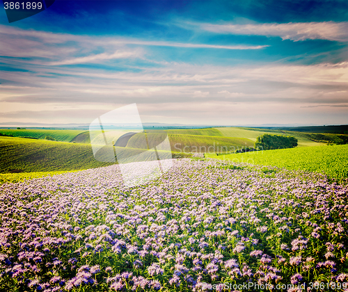 Image of Rolling fields of Moravia