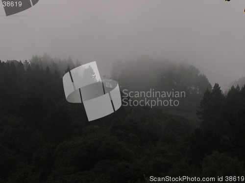 Image of Foggy forest in Barclay, CA, USA