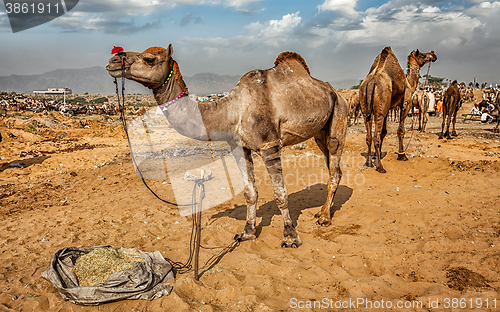 Image of Camels at Pushkar Mela Camel Fair,  India