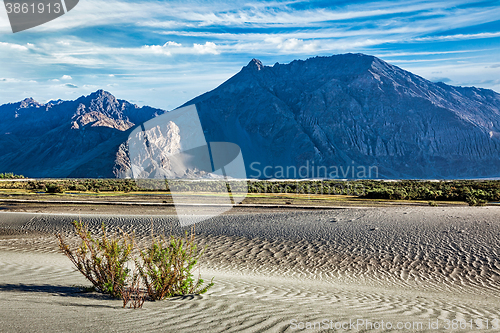 Image of Sand dunes in Nubra valley, Ladakh