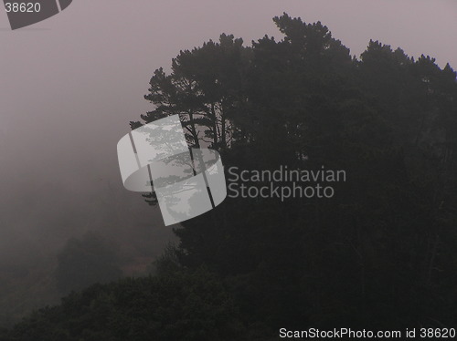 Image of Foggy forest in Barclay, CA, USA