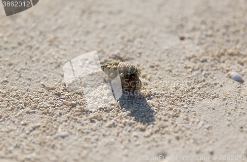 Image of cancer with shell on beach sand