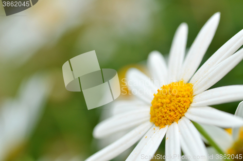 Image of Soft focus white daisy flowers
