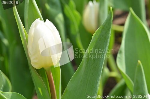 Image of Tulips in spring