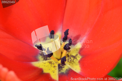 Image of Beautiful close up of tulips in Gardens by the Bay in Singapore