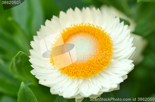 Image of Sunny Side Up Shasta Daisy blossom 