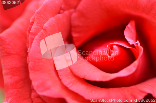 Image of Red rose flower