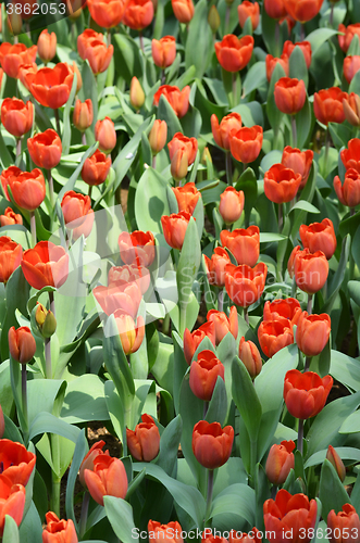 Image of Tulips in spring