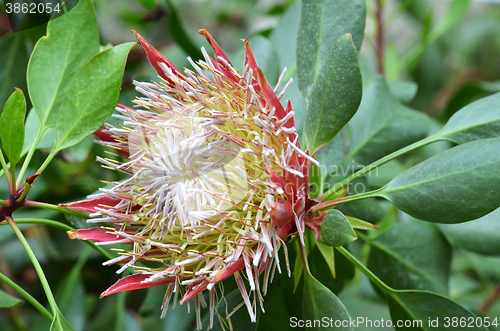 Image of South African plant Protea cynaroides