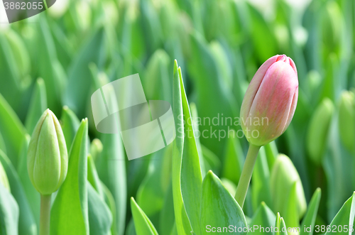 Image of Beautiful close up of tulips in Gardens by the Bay in Singapore