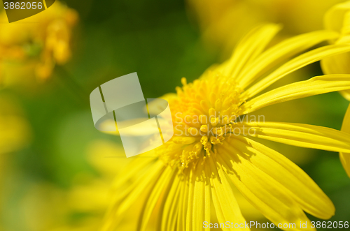 Image of Yellow Daisy flower