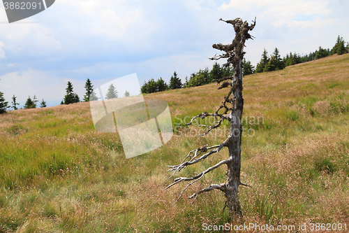 Image of jeseniky mountains nature