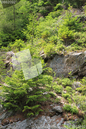 Image of jeseniky mountains nature