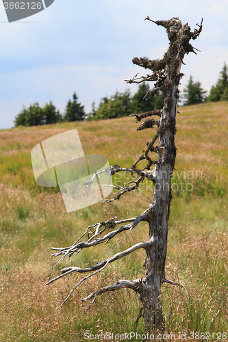 Image of jeseniky mountains nature