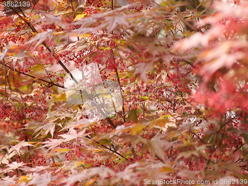 Image of Red maple acer tree