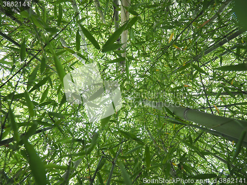Image of Bamboo tree perspective