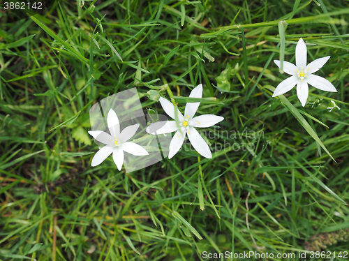 Image of Star of Bethlehem flower