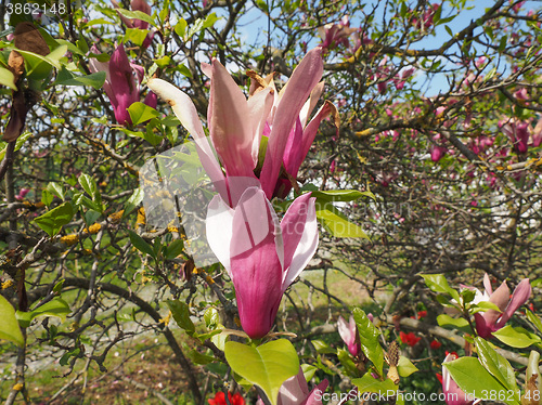 Image of Magnolia tree flower