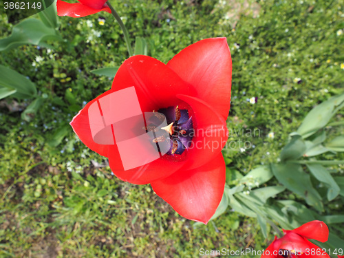 Image of Red Tulips flower