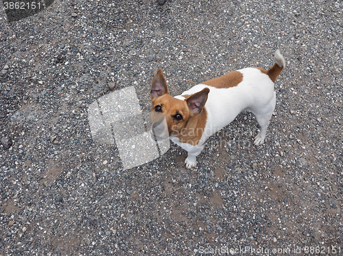 Image of Dog mammal animal