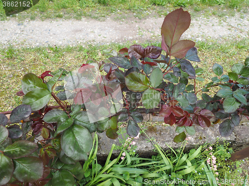 Image of Rose plant leaves