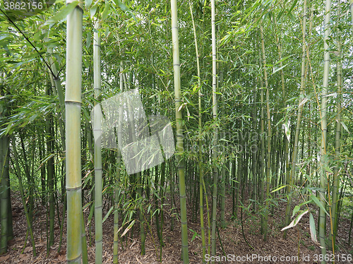 Image of Bamboo tree perspective