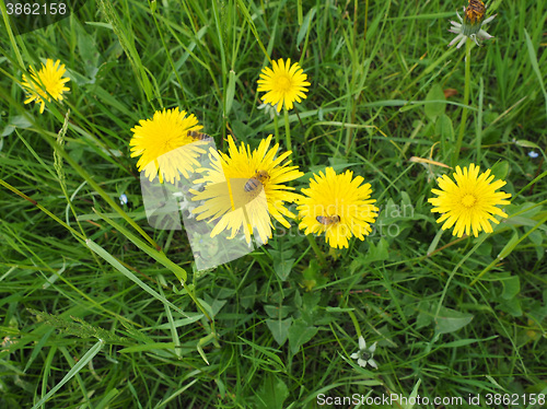 Image of Common Dandelion flower with bee