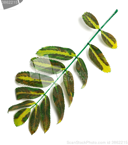 Image of Multicolor rowan leaves