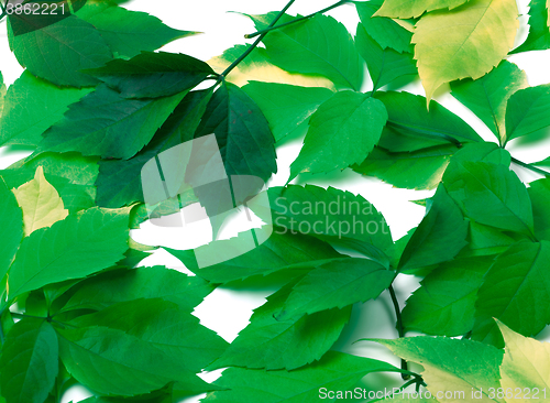 Image of Scattered green leaves. Virginia creeper leaves.