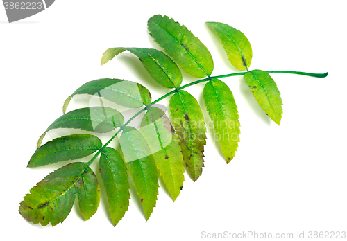 Image of Green rowan leaves