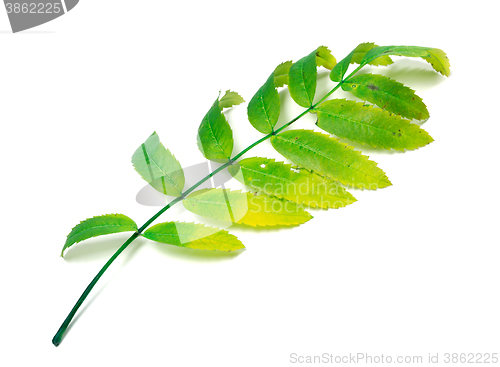 Image of Multicolor rowan leaf on white