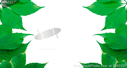 Image of Green leaves background with copy space