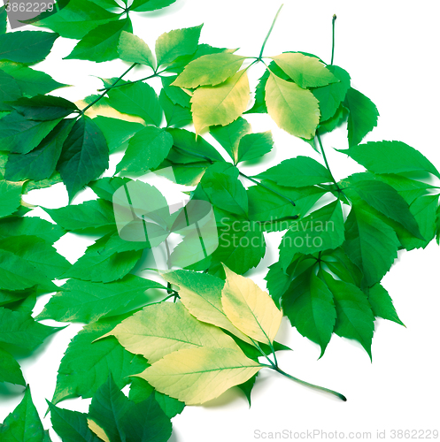 Image of Scattered leaves on white background