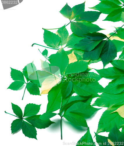 Image of Scattered leaves on white background