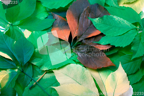 Image of Background of multicolor leafs