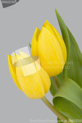 Image of spring yellow tulips