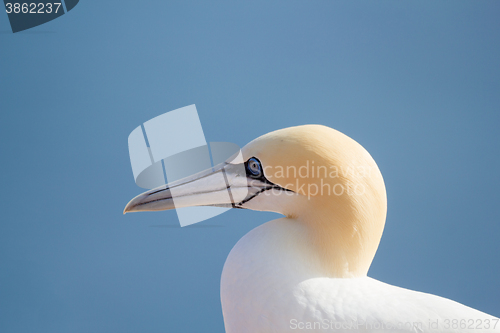 Image of northern gannet sitting on the nest