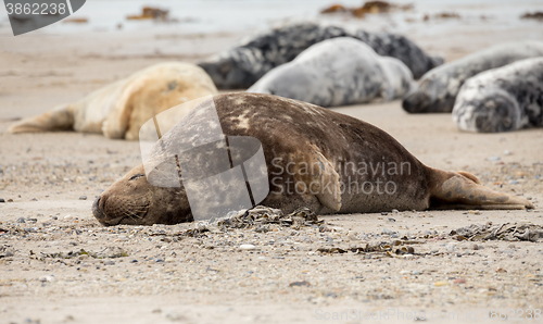 Image of atlantic Grey Seal portrait