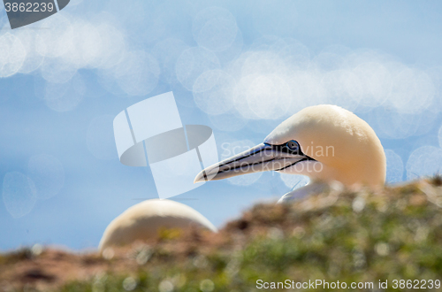 Image of northern gannet sitting on the nest