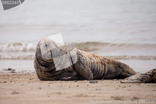 Image of atlantic Grey Seal portrait